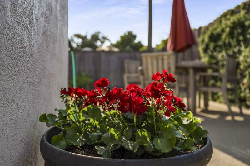 Gernimums-in-bloom